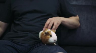 Bir adam nazikçe kollarında bir kobayı tutuyor ve okşuyor. İnsan ve evcil hayvan arasında iç açıcı bir an yaratıyor. Hayvan bakımı veya bağlanma videoları için ideal