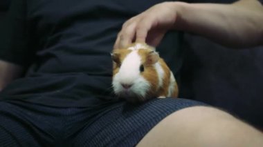 Bir adam nazikçe kollarında bir kobayı tutuyor ve okşuyor. İnsan ve evcil hayvan arasında iç açıcı bir an yaratıyor. Hayvan bakımı veya bağlanma videoları için ideal