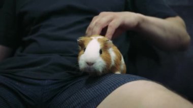 Bir adam nazikçe kollarında bir kobayı tutuyor ve okşuyor. İnsan ve evcil hayvan arasında iç açıcı bir an yaratıyor. Hayvan bakımı veya bağlanma videoları için ideal
