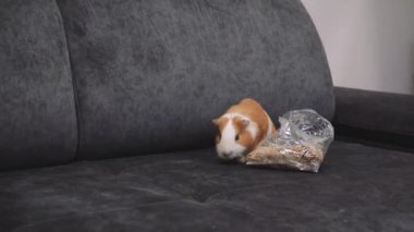 Gri kumaş kanepenin üzerinde bir kobay selofana tırmanıyor. Hayvan bakımı videoları, iletişim ve hayvan eğitimi için ideal