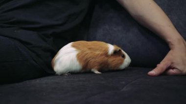 Siyah tişörtlü ve şortlu genç bir adam yumuşak mobilyaların üzerinde oturuyor, evcil bir kobay etrafta koşuşturuyor.