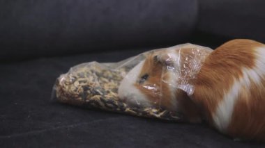 Şirin bir kobay gri bir yüzeydeki torbadan tahıl yiyor. Küçük hayvanlar, hayvan bakımı ve yaşam tarzı videoları için mükemmel.