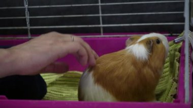 Bir kobay pembe kafesinde oturur. Bir insan eli bir kobayı okşar. Video iletişimi ve hayvan eğitimi için ideal