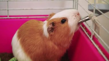 Yumuşak tüylü bir kobay, pembe kafesindeki su makinesinden serinletici bir içeceğin tadını çıkarıyor. Küçük evcil hayvanların ve rahat ortamların olduğu videolar için harika.