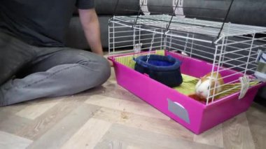 Kafesinde bir kızıl ve beyaz kobay oturuyor. Bir adam yakınlarda oturuyor ve izliyor. Hayvan bakımı, hayvan davranışları ve ev hayatı videoları için uygun