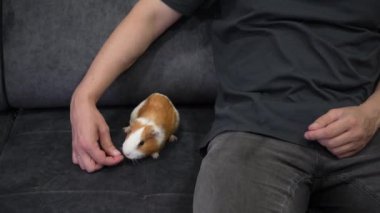Dost canlısı, beyaz ve kırmızı benekli bir kobay gri bir kanepede sürünüyor, genç bir adam yakınlarda oturuyor ve izliyor. Ev ve yaşam tarzı temaları için mükemmel