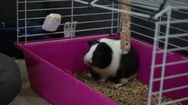 Pembe kafesteki küçük hayvan bakımı ve evcil hayvan yaşam tarzının içeriği için ideal.