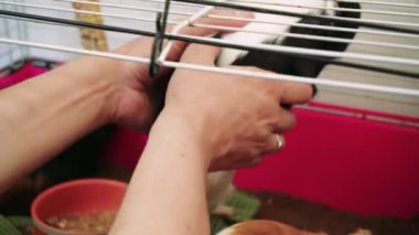 Bir kafeste, erkek elleri küçük siyah beyaz bir kobay tutuyor. Evcil hayvan beslemek için pembe renkli bir kafes