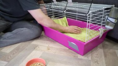 Pembe kafesteki bir kobay, sahibi kafesi temizlemeye çalışıyor. Yaşam tarzı, hayvan bakımı ya da kapalı mekan temaları için mükemmel.