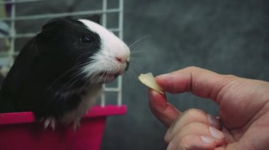 Bir adam elinde bir kobay için yiyecek tutuyor, hayvan pembe kafesinden dışarı bakıyor. Gri bir duvarın arkasında, bir insan ve bir hayvan arasındaki etkileşim görünür.