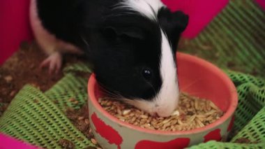 Siyah ve beyaz bir kobay portakal kabından payına düşeni yiyor. Hayvan bakımı iyi bir yaşam kalitesini korumak için idealdir.