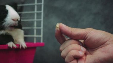 Bir adam elinde bir kobay için yiyecek tutuyor, hayvan pembe kafesinden dışarı bakıyor. Gri bir duvarın arkasında, bir insan ve bir hayvan arasındaki etkileşim görünür.
