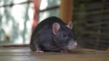 Siyah bir sıçan, tahta bir yüzeyde rahatlar. Bıyıkları ince detaylarla görülebilir. Hayvan davranışları ya da doğa odaklı içerik için mükemmel.