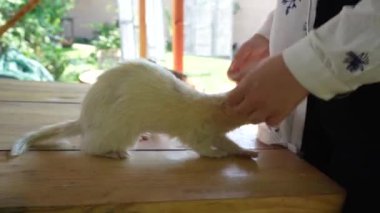 Bu iç açıcı video, hasır çit ve ahşap bir bankın çerçevelediği bebek bezli gelinciği olan bir kızı gösteriyor. Evcil hayvanlarla sahipleri arasındaki bağı vurguluyor.