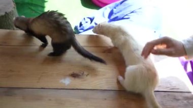İki gelincik, biri beyaz, biri kahverengi. Genç bir kadın güvenliklerini sağlamak için onları izlerken, açık bir tahta masa boyunca neşeyle koşuyorlar. Vahşi yaşam ve hayvan bakımı videoları için mükemmel.