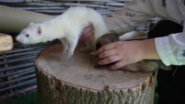 Beyaz gömlekli bir kız ağaç kütüğüne iki gelincik koyar. Şirin hayvanlar bir kütüğün üzerinde bir kadının yanında otururlar.