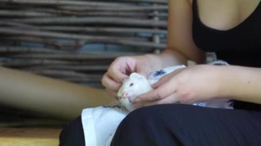 Bu iç açıcı video, hasır çit ve ahşap bir bankın çerçevelediği bebek bezli gelinciği olan bir kızı gösteriyor. Evcil hayvanlarla sahipleri arasındaki bağı vurguluyor.