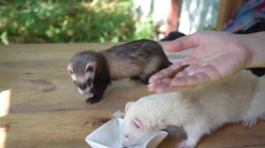 Canlı beyaz bir gelincik, kahverengi bir gelincik ile birlikte, insanların gözetiminde masanın üzerinde sürünüyor. Vahşi yaşam ve evcil hayvanlar için ideal.