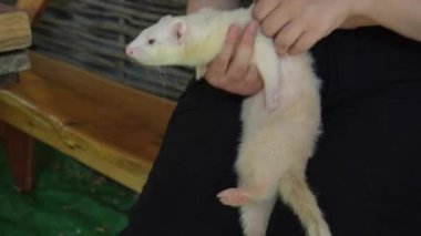 Açık havada, bir kadın küçük bir hayvanla vakit geçirir. Siyah tişört giyen genç bir kadın kollarında beyaz bir dağ gelinciği tutuyor.