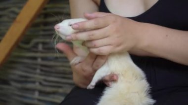 Açık havada, bir kadın küçük bir hayvanla vakit geçirir. Siyah tişört giyen genç bir kadın kollarında beyaz bir dağ gelinciği tutuyor.
