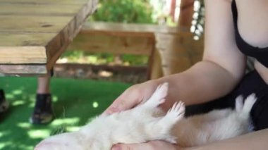 Siyah tişört giyen genç bir kadın kollarında sevimli beyaz bir gelincik tutuyor. Açık havada, bir kadın küçük bir hayvanla vakit geçirir.