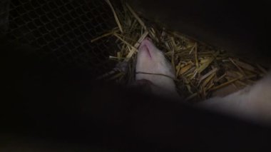 İki gelincik, bir saman yatağına kurulmuş, uykularında birbirlerine sarılıyorlar. Hayvan dostluklarını vurgulamak için mükemmel bir sahne.