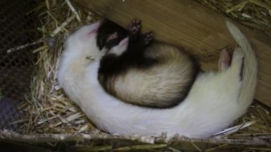Bir çift dağ gelinciği saman üzerinde huzur içinde uyuyor ve iki hayvan arasındaki yakın bağı sergiliyor. Evcil hayvan veya hayvanla ilgili içerik için ideal