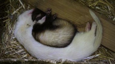 Bir çift dağ gelinciği saman üzerinde huzur içinde uyuyor ve iki hayvan arasındaki yakın bağı sergiliyor. Evcil hayvan veya hayvanla ilgili içerik için ideal