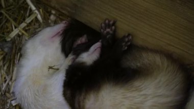 Bir çift dağ gelinciği saman üzerinde huzur içinde uyuyor ve iki hayvan arasındaki yakın bağı sergiliyor. Evcil hayvan veya hayvanla ilgili içerik için ideal