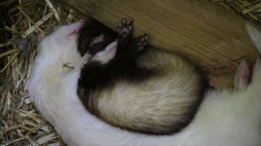 Bir çift dağ gelinciği saman üzerinde huzur içinde uyuyor ve iki hayvan arasındaki yakın bağı sergiliyor. Evcil hayvan veya hayvanla ilgili içerik için ideal