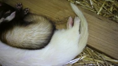 İki dağ gelinciği, samandan yapılmış rahat bir yatakta birlikte uyur. Huzurlu ve samimi bir an yaşarlar. Evcil hayvan arkadaşlığı ve rahatlama için mükemmel.