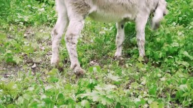 Çimenlerde otlayan bir eşeğin yakın çekimi, kırsal alanların doğal güzelliğini vurguluyor.