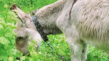 Çimenlerde otlayan bir eşeğin yakın çekimi, kırsal alanların doğal güzelliğini vurguluyor.