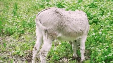 Taze yeşil bitkilerin ortasında otlayan yakalı bir eşek, çiftliği ve kırsal çekiciliği temsil ediyor.