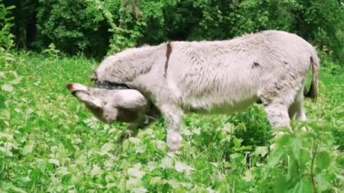 Taze bitki örtüsüyle çevrili yemyeşil bir tarlada gri eşek otluyor. Huzurlu bir kır manzarası