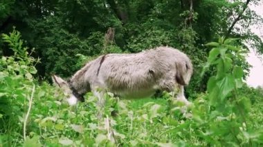 Taze bitki örtüsüyle çevrili yemyeşil bir tarlada gri eşek otluyor. Huzurlu bir kır manzarası