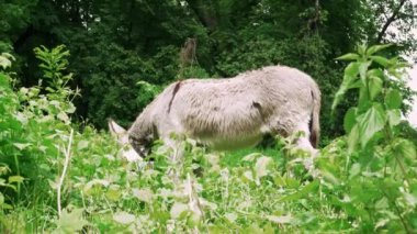 Taze bitki örtüsüyle çevrili yemyeşil bir tarlada gri eşek otluyor. Huzurlu bir kır manzarası