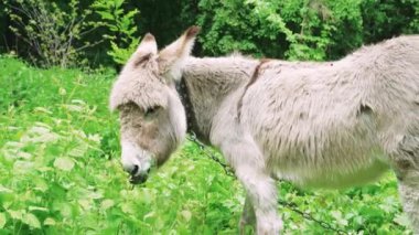 Taze bitki örtüsüyle çevrili yemyeşil bir tarlada gri eşek otluyor. Huzurlu bir kır manzarası