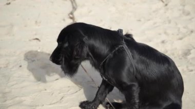 Kumsalda siyah bir köpek tuhaf bir şekilde etrafı kokluyor ve kumu kazıyor. Evcil hayvan eğlencesi ve oyun için ideal.