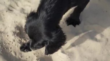 Oyuncu bir siyah köpek kumlu sahilleri keşfeder, kazar ve kumu koklar. Açık hava eğlencesi ve evcil hayvanlarla macera videoları için harika.