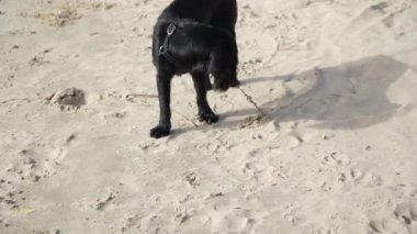 Oyuncu bir siyah köpek kumlu sahilleri keşfeder, kazar ve kumu koklar. Açık hava eğlencesi ve evcil hayvanlarla macera videoları için harika.