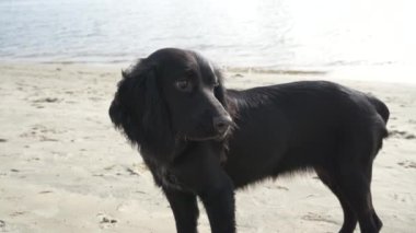 Oyuncu bir siyah köpek kumlu sahilleri keşfeder, kazar ve kumu koklar. Açık hava eğlencesi ve evcil hayvanlarla macera videoları için harika.