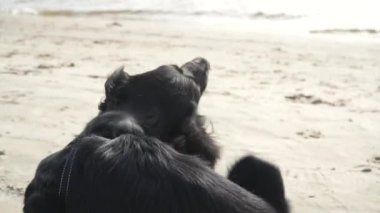 Kumsaldaki meraklı siyah bir köpek kumu kazıyor, açık deniz maceralarının tadını çıkarıyor. Evcil hayvanlar ve plaj tatilleri için harika.