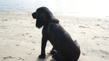 Kumsaldaki meraklı siyah bir köpek kumu kazıyor, açık deniz maceralarının tadını çıkarıyor. Evcil hayvanlar ve plaj tatilleri için harika.