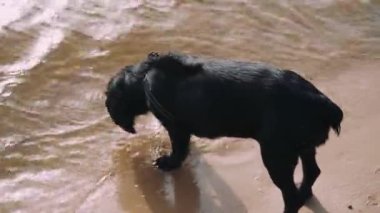 Kumsaldaki meraklı siyah bir köpek kumu kazıyor, açık deniz maceralarının tadını çıkarıyor. Evcil hayvanlar ve plaj tatilleri için harika.