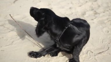 Kumsalda siyah bir köpek tuhaf bir şekilde etrafı kokluyor ve kumu kazıyor. Evcil hayvan eğlencesi ve oyun için ideal.
