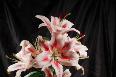 Zarif pembe zambaklar çiçek açıyor, parlak güzelliklerini vurgulamak için siyah bir arka planla zarif bir şekilde zıtlaşıyorlar.