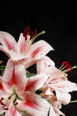 Zarif pembe zambaklar çiçek açıyor, parlak güzelliklerini vurgulamak için siyah bir arka planla zarif bir şekilde zıtlaşıyorlar.