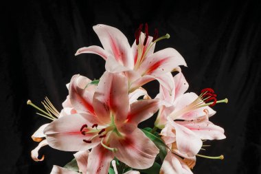 Bir buket çiçek açan pembe zambak koyu bir arkaplan üzerine kurulmuş, zarif şekillerini ve renklerini vurguluyorlar.