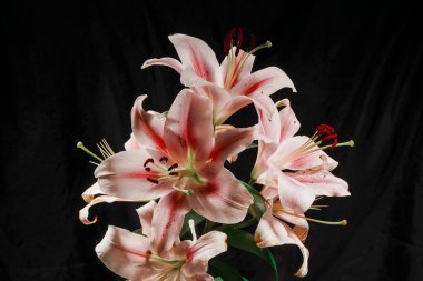 Bir buket çiçek açan pembe zambak koyu bir arkaplan üzerine kurulmuş, zarif şekillerini ve renklerini vurguluyorlar.